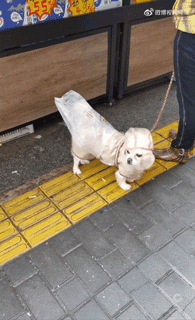 狗子怕冷故意把窗簾蓋在身上，狗：這暗示夠明顯了吧？