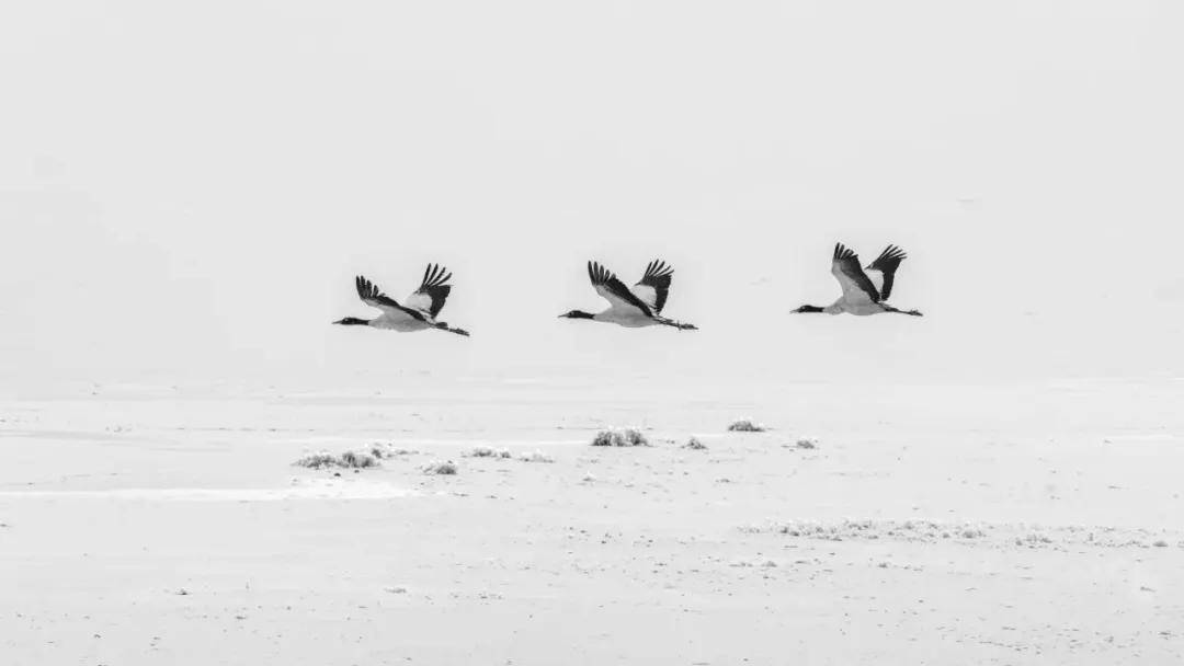 國際旅遊攝影網2026年國內外攝影路線全景指南