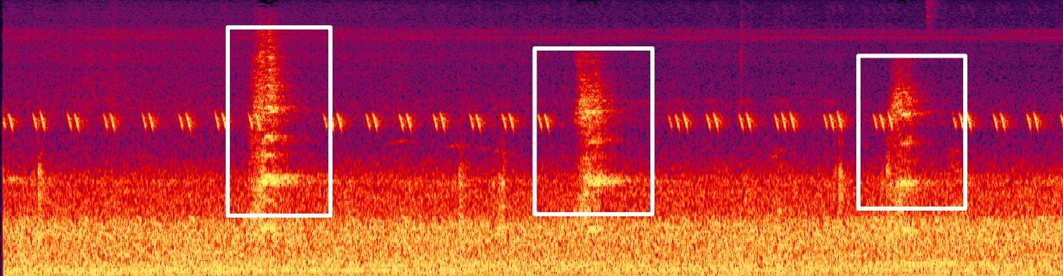 藏不住了！用科技解鎖大灣區中央溼地萌態圖鑑