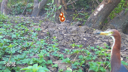 藏不住了！用科技解鎖大灣區中央溼地萌態圖鑑