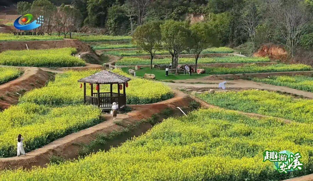 收藏！泉州春日賞花去哪裡？花期+地址全攻略