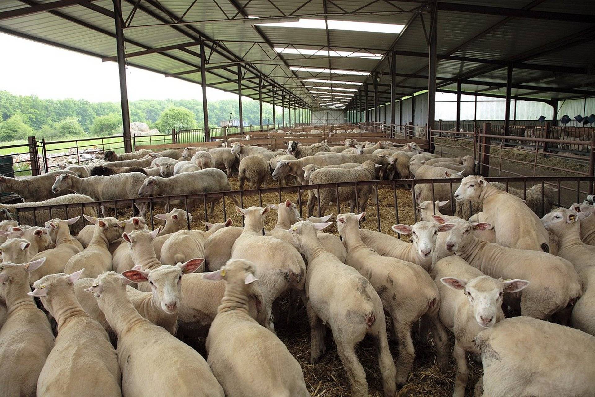 大羊拉稀原因及治療？本文有快速治療方案！