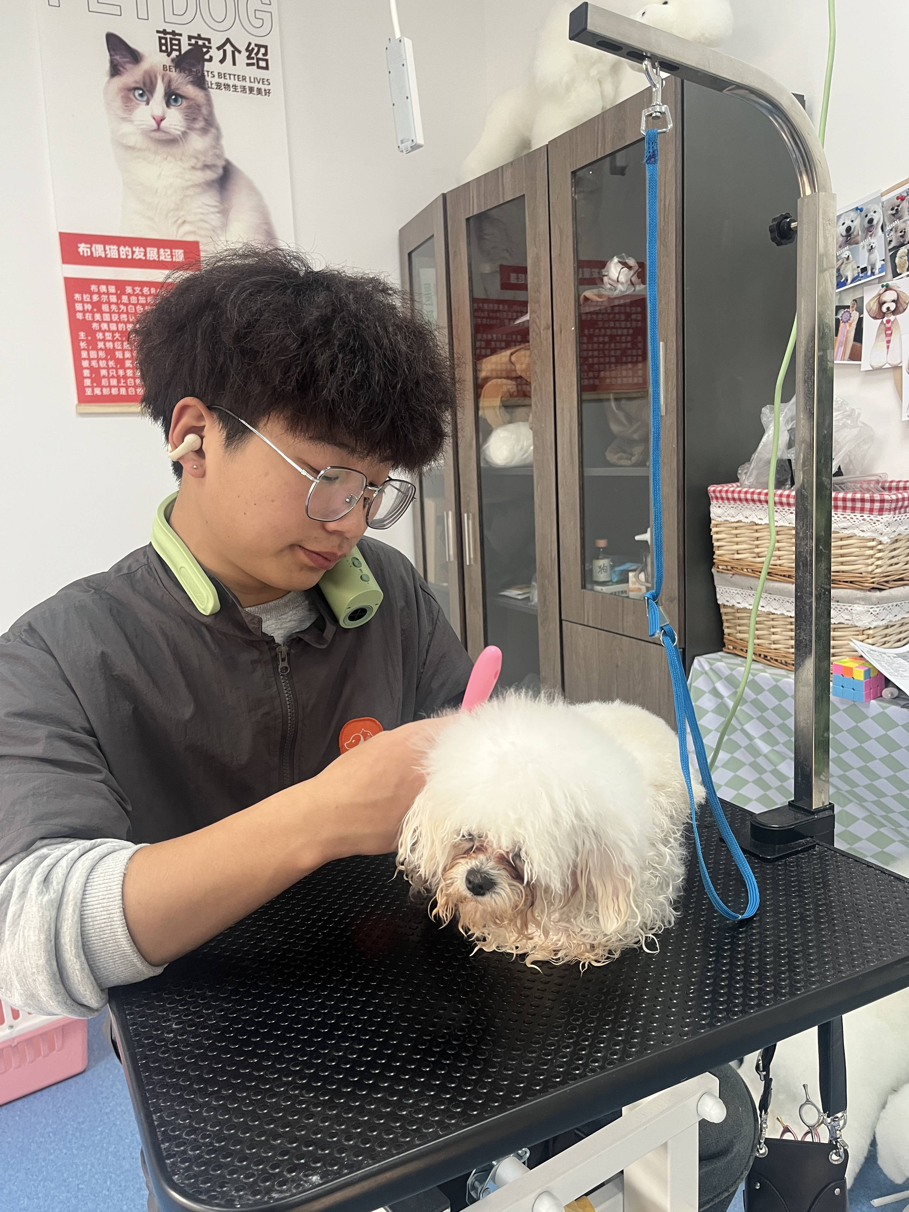 彙總靠譜的寵物美容培訓推薦，有愛寵物美容培訓學校靠譜不