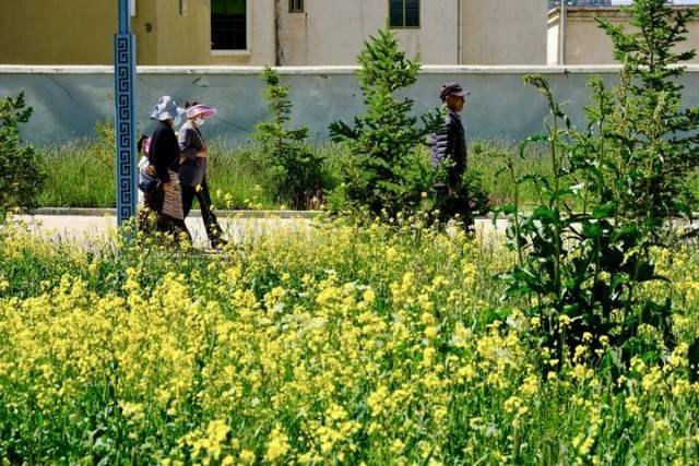 科技助力高原“植綠”闖過“五道生死關”